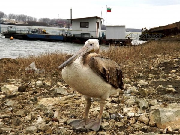 Пеликан се появи край дунавския клуб в Силистра и не се страхува да взема храна от хора. Според специалисти това е млада птица, която не е била с основното ято. Снимка: БТА