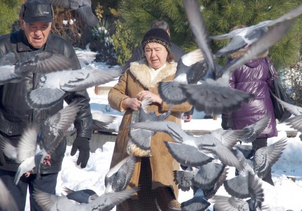 Пловдивчани хранят огромното ято гълъби в центъра на Пловдив при температура от минус осем градуса. Снимка: БТА