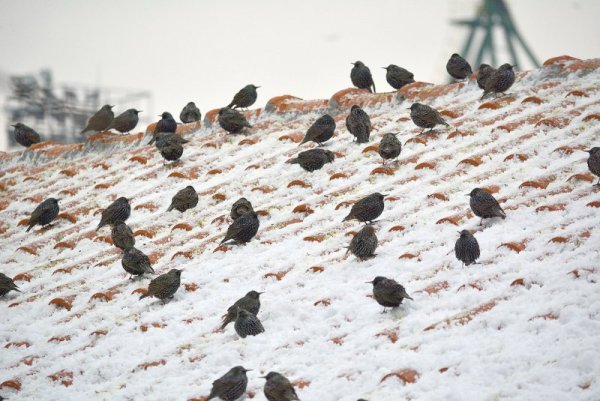 Ята от скорци от вида Sturnus vulgaris буквално &quot;окупираха&quot; Варна. Птиците търсят прехраната си по дърветата в парковете и градините. Снимка: БТА