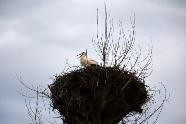 Село Струма край Сандански вече посрещна първия щъркел. Той пристигна, както и миналата година, на 5 февруари. Хората тук са сигурни, че това е мъжкият, който и сега е пристигнал по-рано, за да подготви семейното гнездо. Снимка: БТА