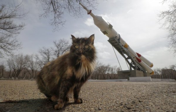 Котка стои на фона на стара космическа ракета в парк край космодрума Байконур в Казахстан. Снимка: БТА