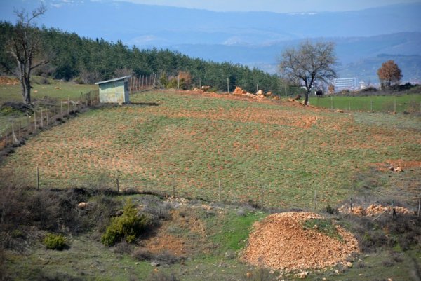 Стефан Спасов и&nbsp; Тодор Ташков са създали заедно със семействата си край село Ново Ляски, община Хаджидимово, първата в района голяма плантация за пирински чай &ndash; прочутата&nbsp; с лековитата си сила билка, известна още като мурсалски, алиботушки и шарпланински чай. Преди осем години засадили първите стръкчета, които сега вече са хиляди и зеленеят в ранната пролет, разстлани върху осем декара в хълмистата местност край селото в подножието на връх Свети дух. Снимка: БТА