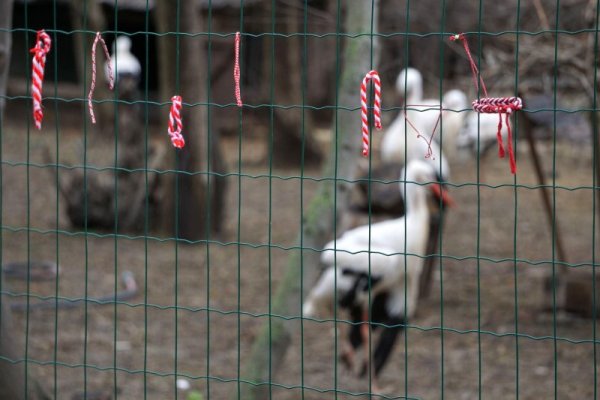 В града е трудно да се види щъркел, затова нетърпеливи варненци да свалят мартениците ги връзват на клетката на щъркелите в зоокъта. Снимка: Булфото
&nbsp;