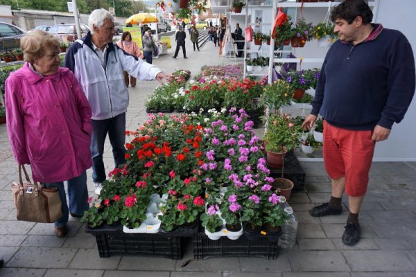 От днес до 25 април Grand Mall Варна ще е домакин на най-колоритното варненско изложение - шестото изложение на цветя и градинско обзавеждане Grand Флора 2016. В пространствата на търговския център и във външната пешеходна зона могат да се видят свежи саксийни и градински цветя, разсади, цветни композиции, градински декорации. Снимка: Булфото