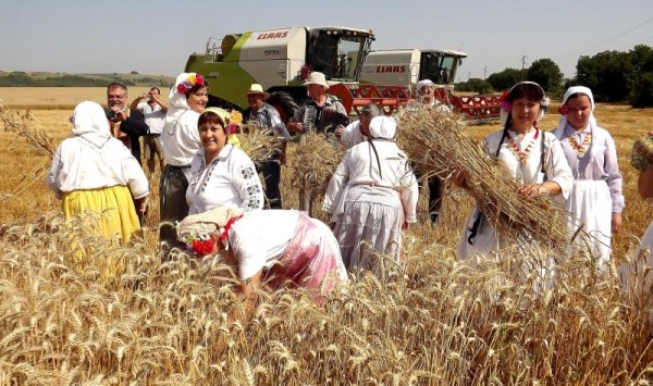 Традиционния ритуал по зажънване на пшеничните полета направиха в село Гарван хората от местното читалище &bdquo;Димитър Полянов 1870&rdquo; и земеделската кооперация &quot;16 декември&quot;. Самодейците пяха жътварски песни и наричаха за берекет. Снимка: Булфото