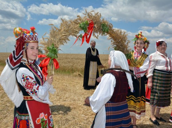 С традиционен народен обичай земеделците от село Левски в Община Суворово (Варненско) започнаха жътвата на пшеницата. Снимка: БТА