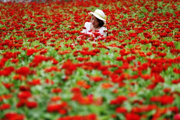 &nbsp;Туристка в китайската провинци Чунцин се любува на цветя.&nbsp;Снимка: БТА