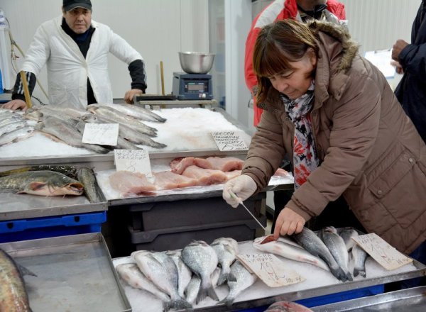 В навечерието на Никулден, инспектори от Българската агенция по безопасност на храните и ИАРА направиха проверка на рибната борса във Варна. Бяха проверени условията за съхранение, произхода и състоянието на стоката. Сериозни нарушения не бяха открити. Снимка: БТА