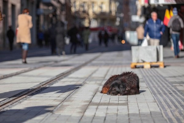 Снимка: Димитър Кьосемарлиев, Dnes.bg