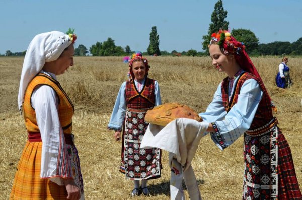 Тържествен ритуал по ръчно зажънване на ръжта бе организиран край Генерал Тошево. Снимка: БТА
&nbsp;