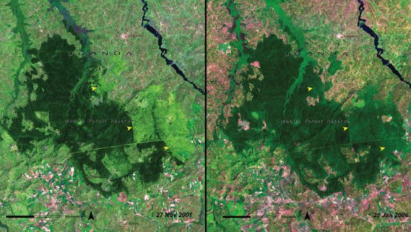 Тези кади от Уганда показват големи загуби, но в рамките на само 5 години - между 2001 г. (ляво) и 2006 г. (дясно).
Снимка: НАСА