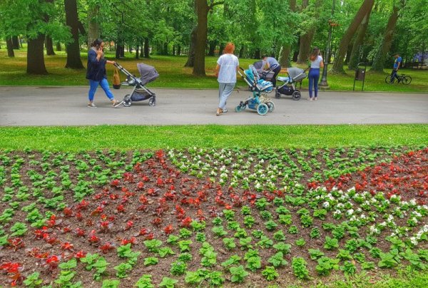 Дълга цветна градина ще краси централната алея в Морската градина във Варна. В момента върви засаждането на цветята. Снимка: Булфото