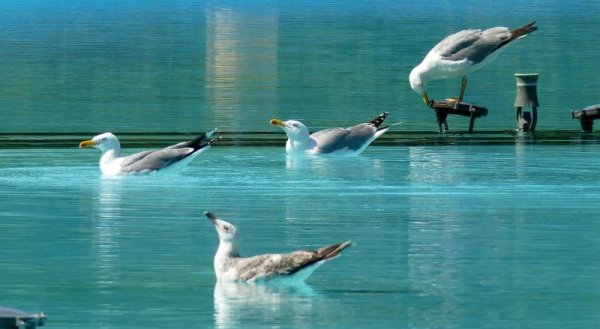 Ято от десетина гларуса се засели във водата на &quot;пеещите&quot; фонтани в Цар Симеоновата градина в Пловдив. Снимка: БТА