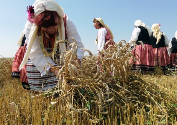 Откриване на жътвената кампания се състоя в сливенското село Жельо войвода. Ритуалът по зажънване за втора година бе организиран от Сдружение на зърнопроизводителите от Сливен &quot;Хаджи Димитър&quot;. Снимка: БТА