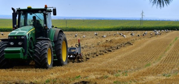 Щъркели прелитат и търсят храна в прясно изорани площи край село Ясеновец, Разградска област. Снимка: БТА