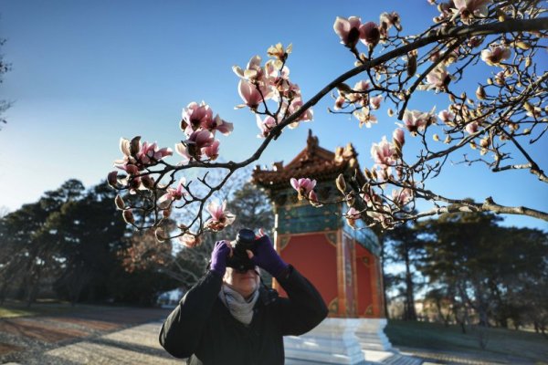 Магнолиите в Пекинската градина край езерото Бърли Грифин в Канбера, Австралия, цъфната. Снимка: БТА