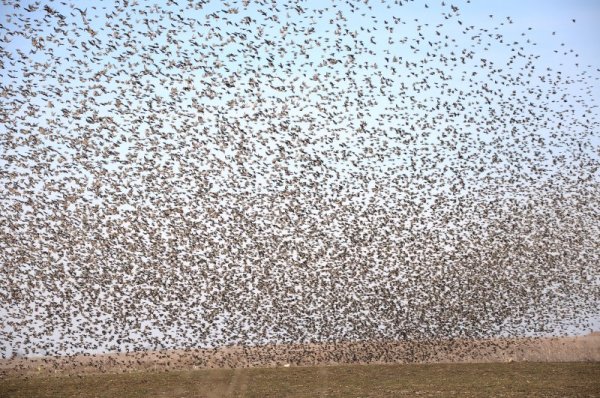 Стотици скорци (Sturnus vulgaris) се събраха в нивите над Варна. Те все още не са се преместили на юг заради топлото време и това докарва доста главоболия на собствениците на лозови масиви в района. Снимка: БТА