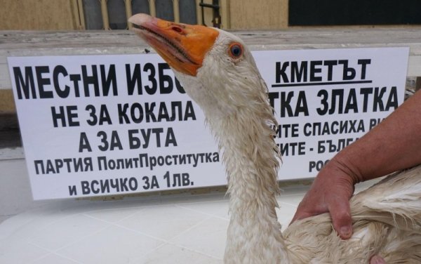 Председателят на партията на българските мъже Росен Марков издигна във Варна кандидатурите на патки за кметове  на всички областни градове. Патка Златка всъщност е гъска, но тя се обижда от това и се самоопределя като патка. Марков смята, че това са правилните кандидатури за кметове, защото както навремето гъските са спасили Рим, така днес патките ще спасят България. Снимка: Булфото