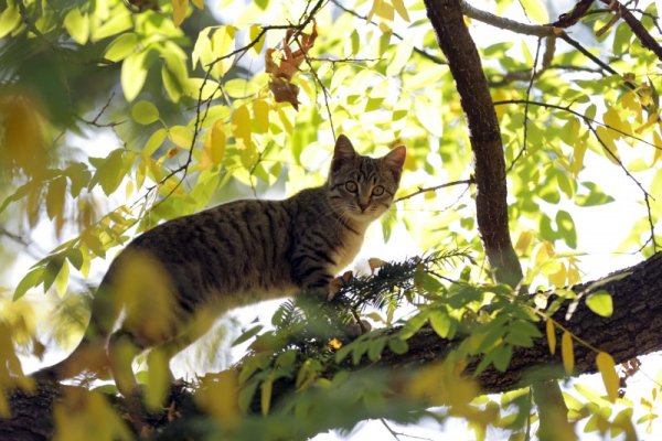 Котка се катери на дърво в Борисовата градина. Снимка: БТА