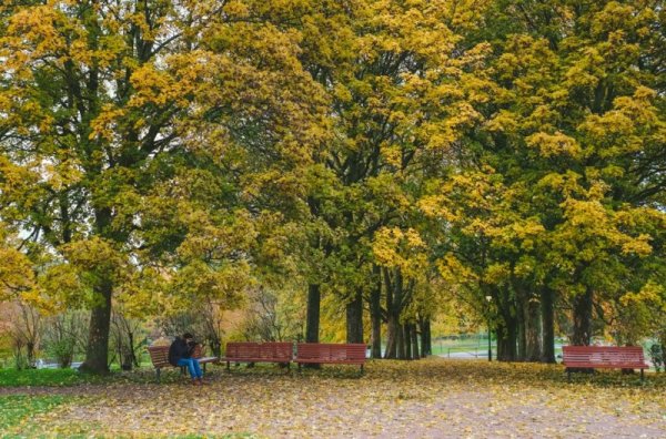 Турист прави снимки на красивата есенна картина в парк в Осло, Норвегия. Снимка: БТА