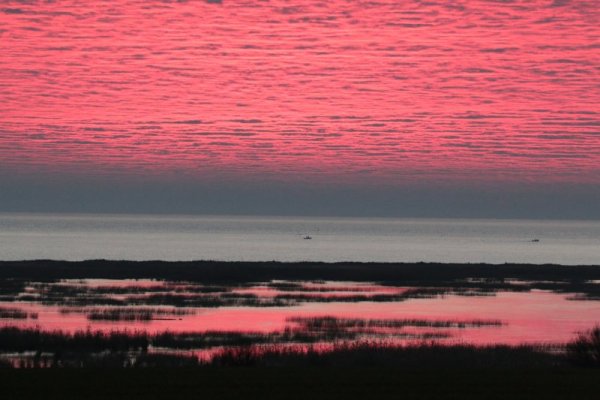 Най-много зимуващи водолюбиви птици у нас са регистрирани по Черноморско крайбрежие и река Дунав. Това сочат резултатите от 44-то преброяване на зимуващите водолюбиви птици в България. Снимка: БГНЕС/БДЗП