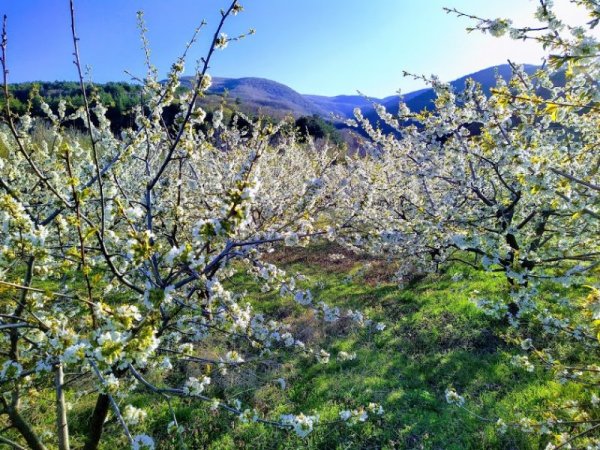 Красива пролет край село Паталеница. Снимка: Павел Гълъбов, Dnes.bg