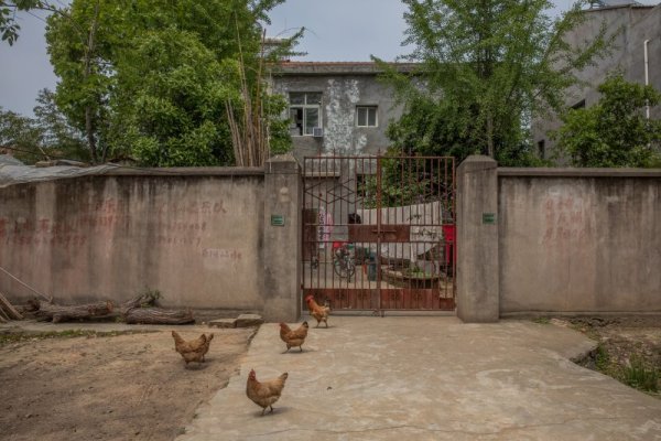 Кокошки се разхождат на воля по пустите улици на китайско село. Снимка: БГНЕС