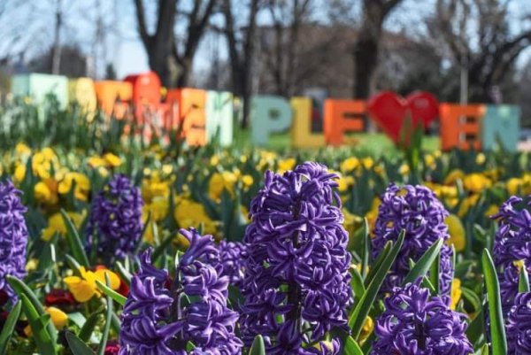 Цветна пролет в Плевен. Снимка: Николай Димчовски