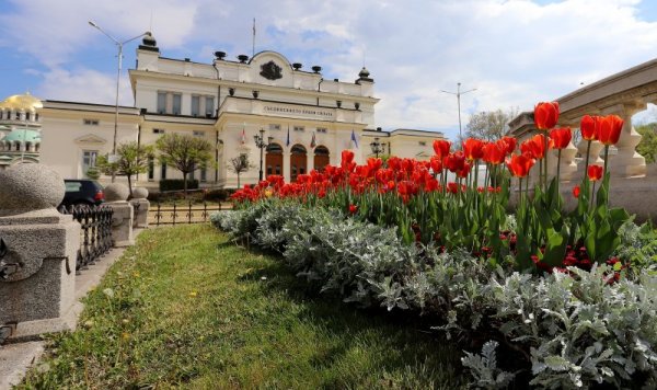 Лалета красят пространството около сградата на Народното събрание. Снимка: БГНЕС
&nbsp;