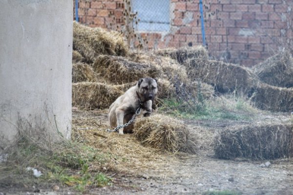 Снимка: Димитър Кьосемарлиев, Dnes.bg