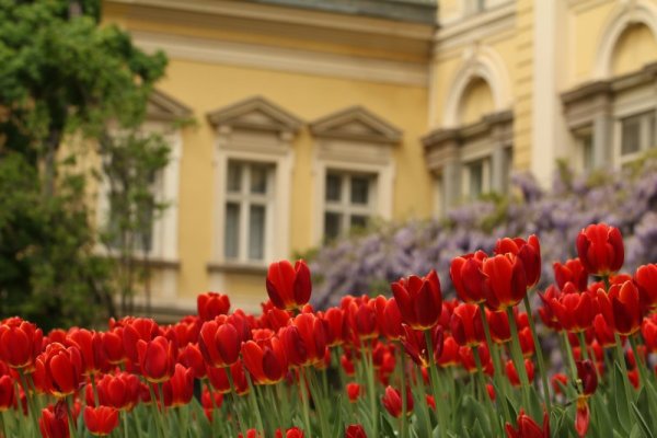 Красиви лалета цъфтят в градинка в София. Снимка: БГНЕС