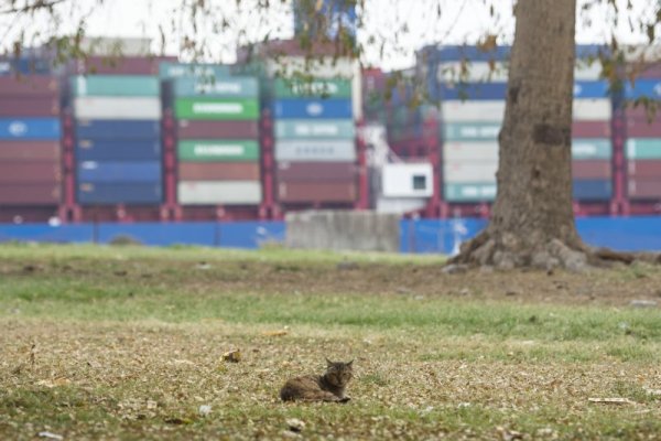 Котка си почива спокойно на поляна на фона на чакащите товарни съдове в Суецкия канал. Снимка: БГНЕС