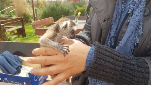 Истински бейби бум настъпи в Зоопарк Бургас с началото на пролетта. На бял свят, само преди дни, са се появили бебе лемур, черно муфлонче, козирогче и малко щраусче ему. Стопаните на зоопарка се грижат в момента за малкото лемурче Ая, което е изоставено от майка си. Те я хранят със спринцовка с мляко, дават и витамини. Съвсем скоро в зоопарка ще се родят и шест кенгурата. Снимка: БГНЕС