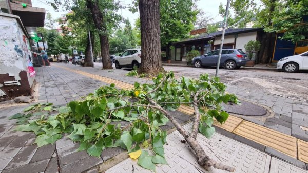 Паднали клони в столицата след обилните валежи от вчера вечерта. Оранжев код за обилни валежи и гръмотевична дейност е обявен за днес за 3 области у нас &ndash; Монтана, Враца и София-област. Снимка: БГНЕС