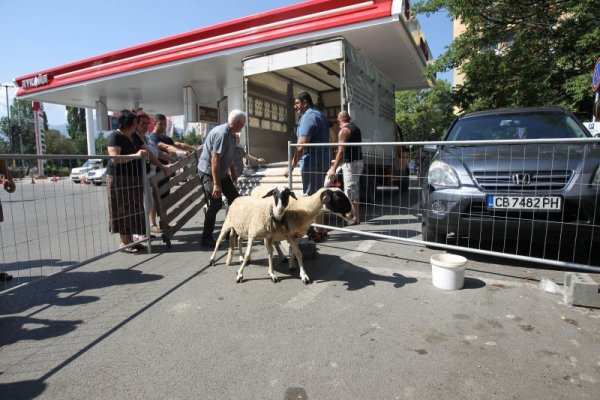 Снимка: Димитър Кьосемарлиев, Dnes.bg