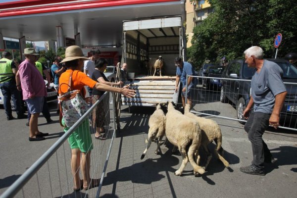 Снимка: Димитър Кьосемарлиев, Dnes.bg