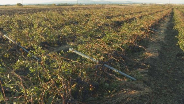 Започва описването на щетите от бурята, която връхлетя Бургаско преди два дни. Днес междуведомствена комисия оглежда пораженията. Според данни на собствениците на лозови масиви, ураганният вятър вчера е унищожил над 1500 дка лозя край Поморие. Снимка: БГНЕС